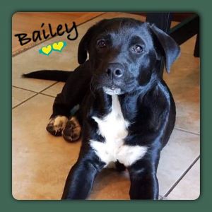 You can fill out an adoption application online on our official websiteBailey and Lucy TX are a b