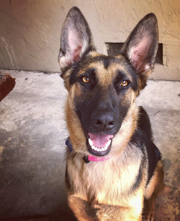 Sadie, an adoptable German Shepherd Dog in Milpitas, CA, 95036 | Photo Image 1