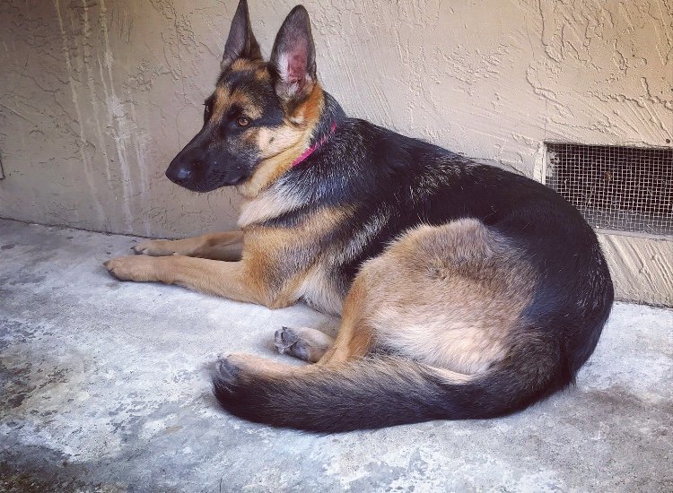 Sadie, an adoptable German Shepherd Dog in Milpitas, CA, 95036 | Photo Image 2