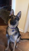 Sadie photo 3