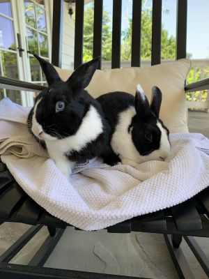 Elio and Lula are the cutest double dutch pair Both bunnies are friendly as can be and love to eat