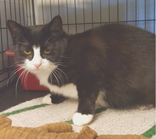 Binx, an adoptable Tuxedo in Philippi, WV, 26416 | Photo Image 1