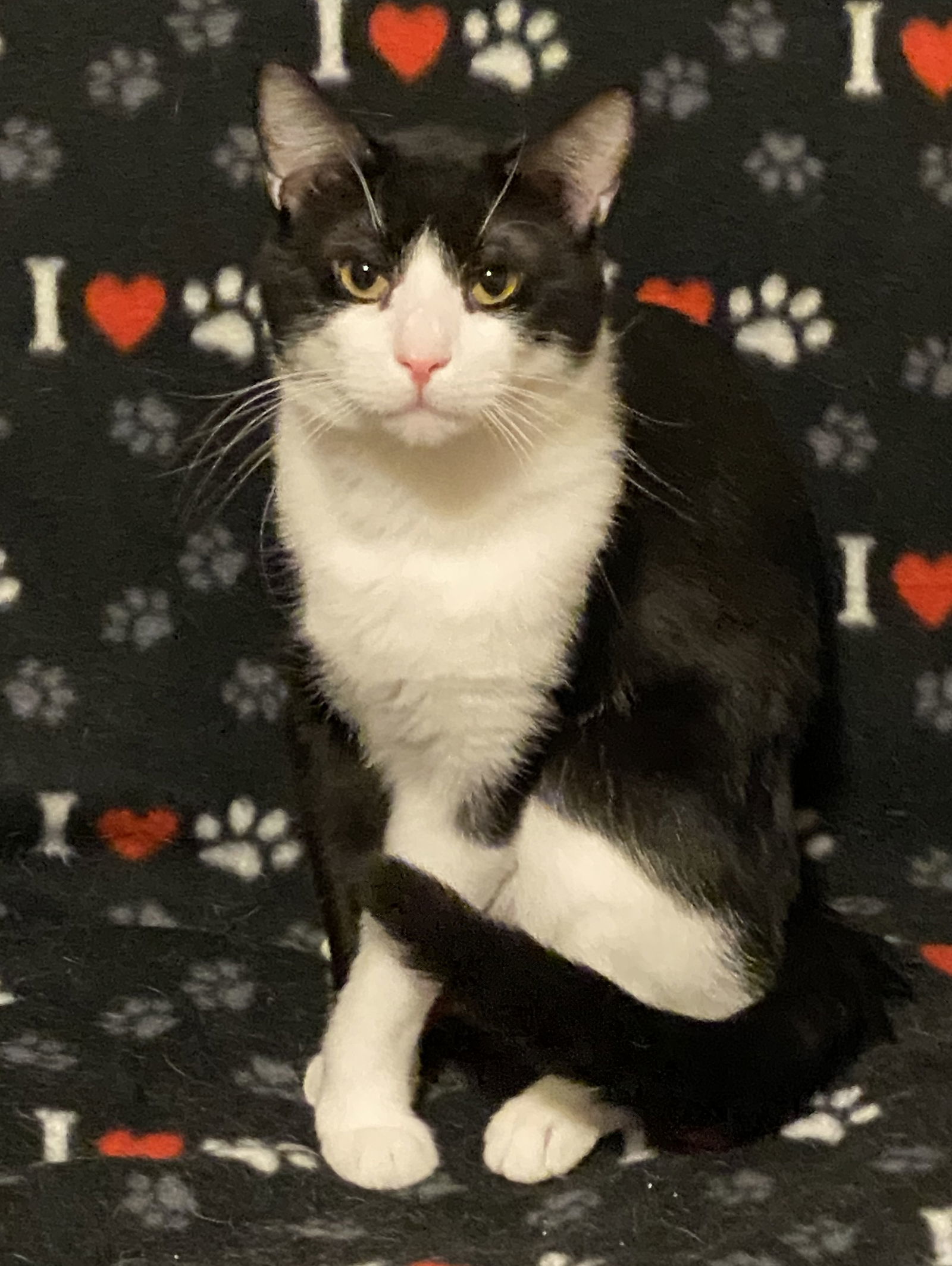 Domino (bonded with DB), an adoptable Domestic Short Hair in Eureka, MO, 63025 | Photo Image 2