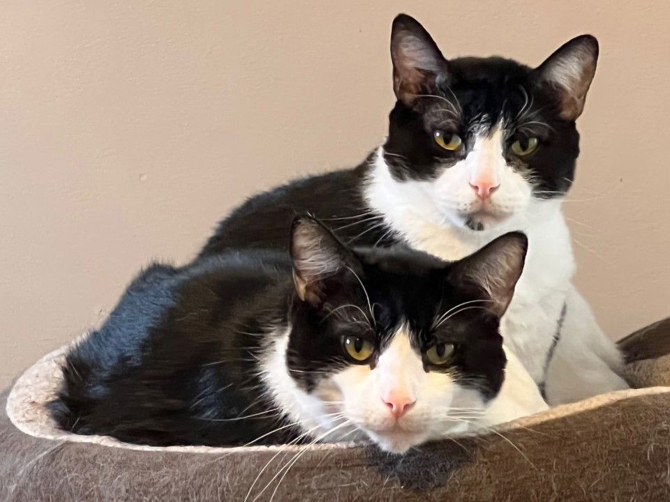 Domino (bonded with DB)