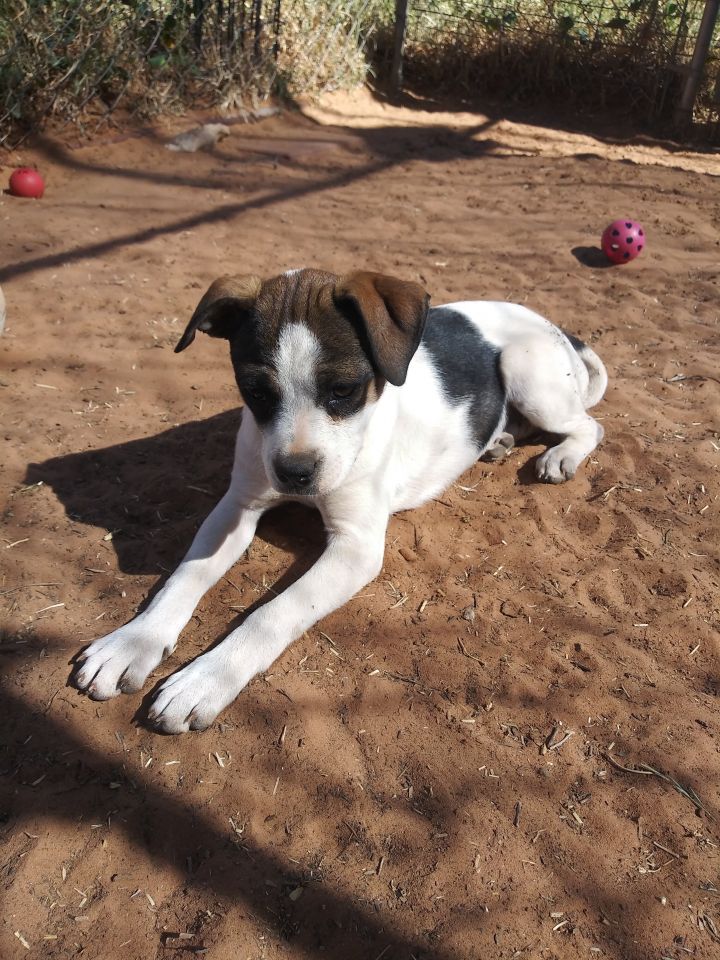 toy fox terrier dachshund mix