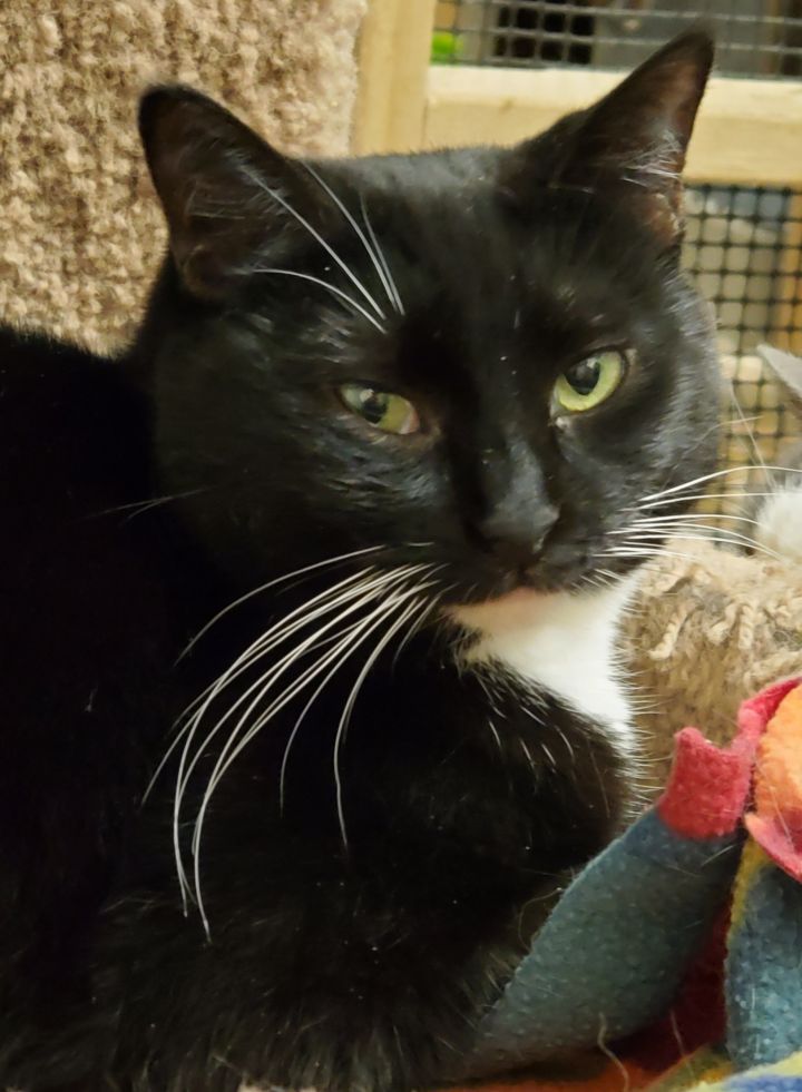 Cat for adoption - Francine, a Bombay Mix in Lyons, IL | Petfinder