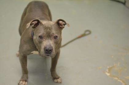 Jumper, an adoptable Pit Bull Terrier, Mixed Breed in Philadelphia, PA, 19140 | Photo Image 3