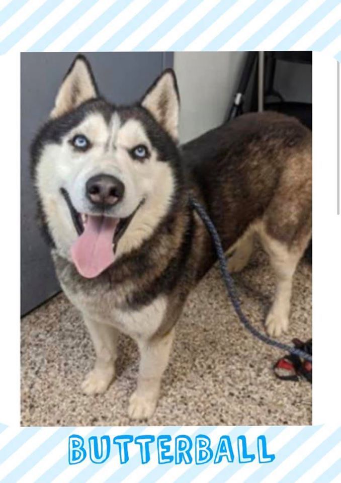 Dog For Adoption Butterball A Siberian Husky In Matawan Nj Petfinder