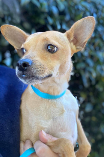 Chico, an adoptable Miniature Pinscher, Chihuahua in Gainesville, GA, 30501 | Photo Image 3