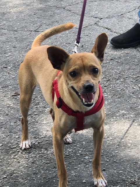 Chico, an adoptable Miniature Pinscher, Chihuahua in Gainesville, GA, 30501 | Photo Image 1