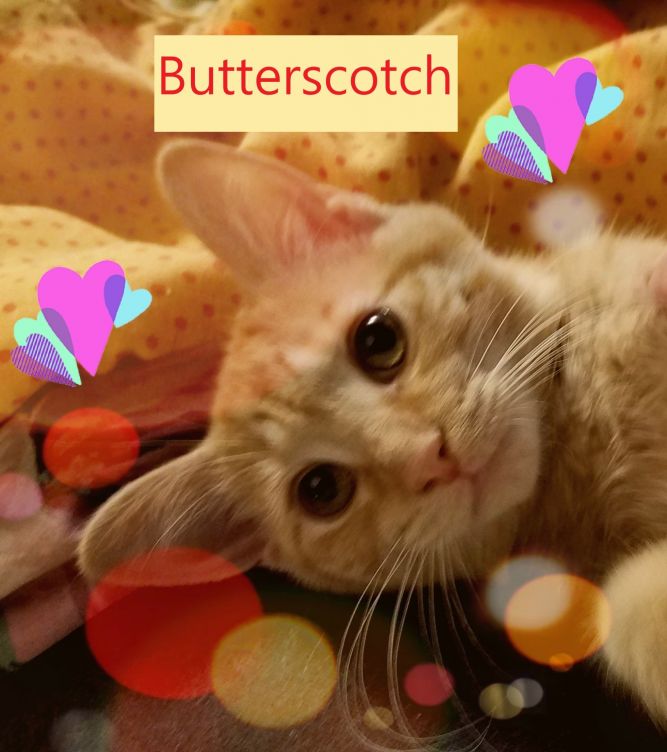 Butterscotch (Tammy's foster)