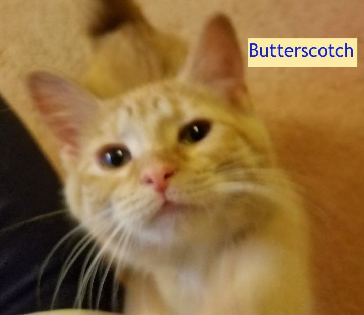 Butterscotch (Tammy's foster) 2
