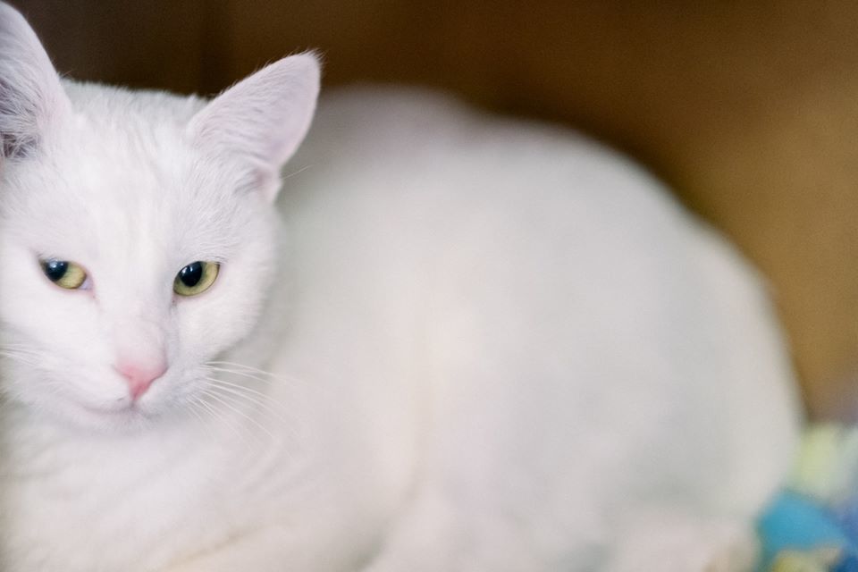 Snow, an adoptable Domestic Short Hair in Manhattan Beach, CA, 90266 | Photo Image 4