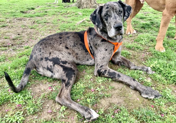 Dog For Adoption Stella A Great Dane In Bethel Park Pa Petfinder