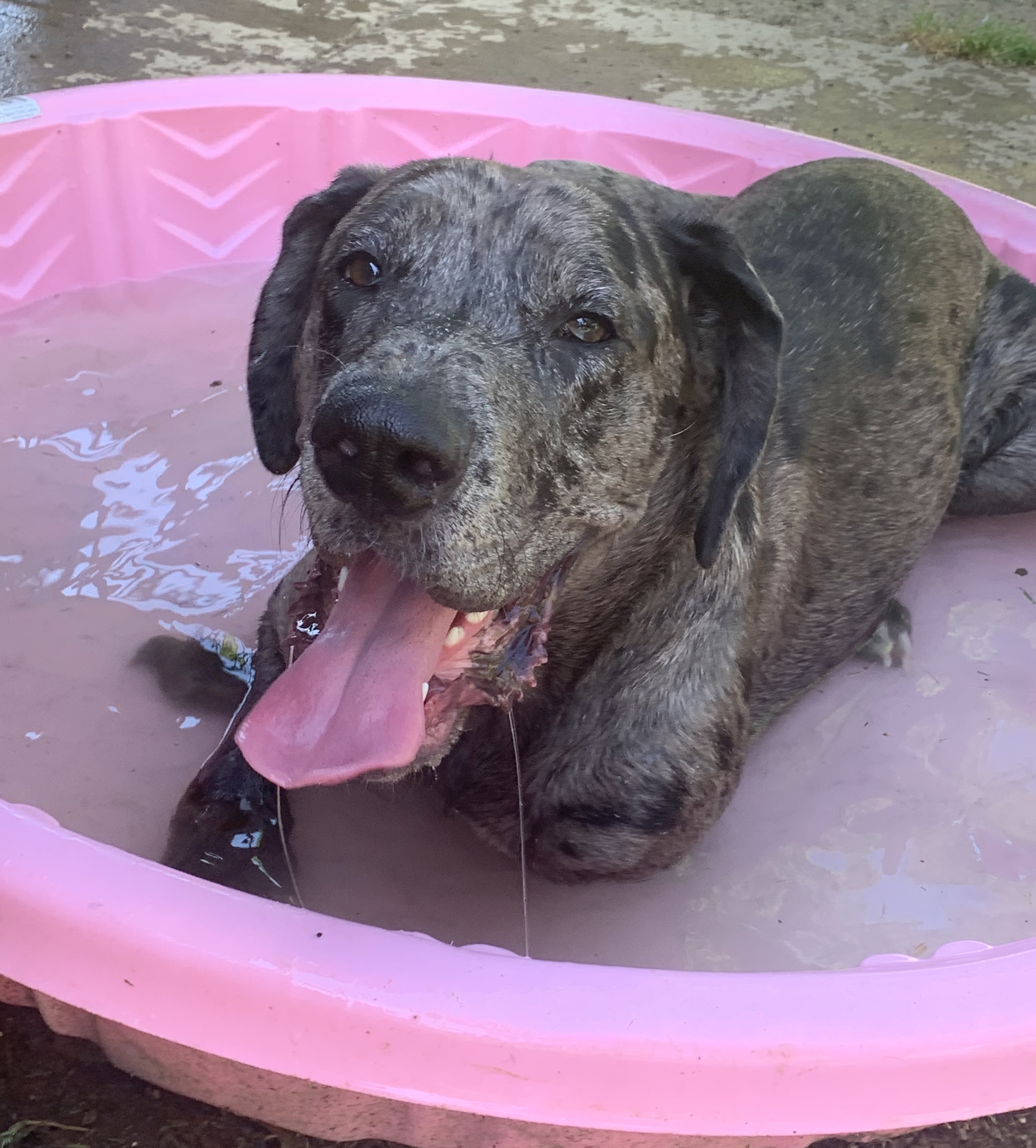 Dog for adoption - Stella, a Great Dane in Bethel Park, PA | Petfinder