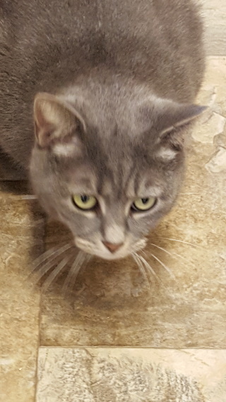 Keke, an adoptable Silver, Tabby in Philippi, WV, 26416 | Photo Image 1