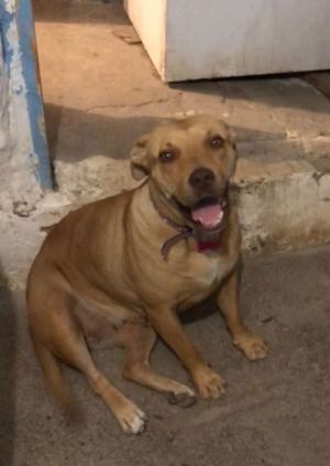 Lola, Adult Female unknown