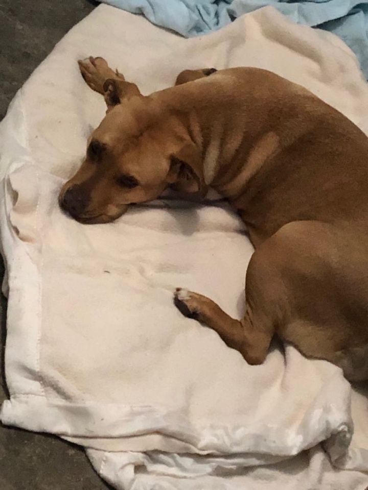 Lola, an adoptable Labrador Retriever & Pit Bull Terrier Mix in San Diego, CA_image-3