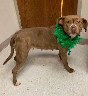 Dog For Adoption Shuri A Pit Bull Terrier In Garden City Ks