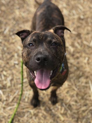 Deku, an adoptable Pit Bull Terrier, Mixed Breed in Philadelphia, PA, 19140 | Photo Image 1