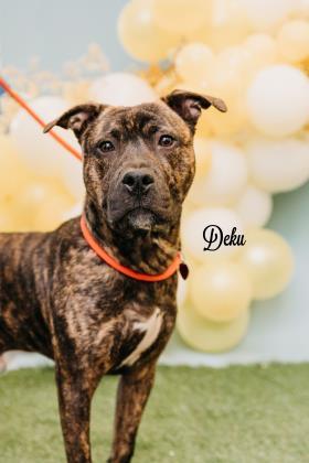 Deku, an adoptable Pit Bull Terrier, Mixed Breed in Philadelphia, PA, 19140 | Photo Image 2