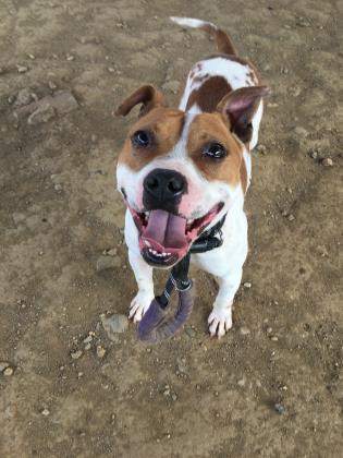 Dog for adoption - Hank 168936 , a Pit Bull Terrier Mix in Ravenna, OH