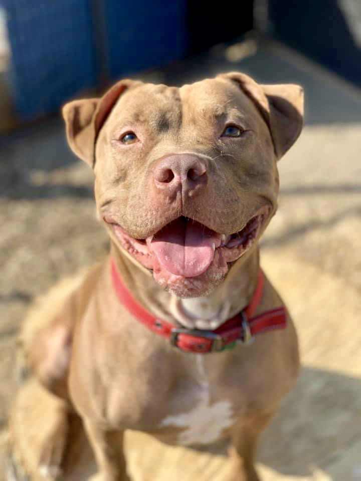 Diesel, an adoptable American Staffordshire Terrier in Cedar Rapids, IA, 52405 | Photo Image 1