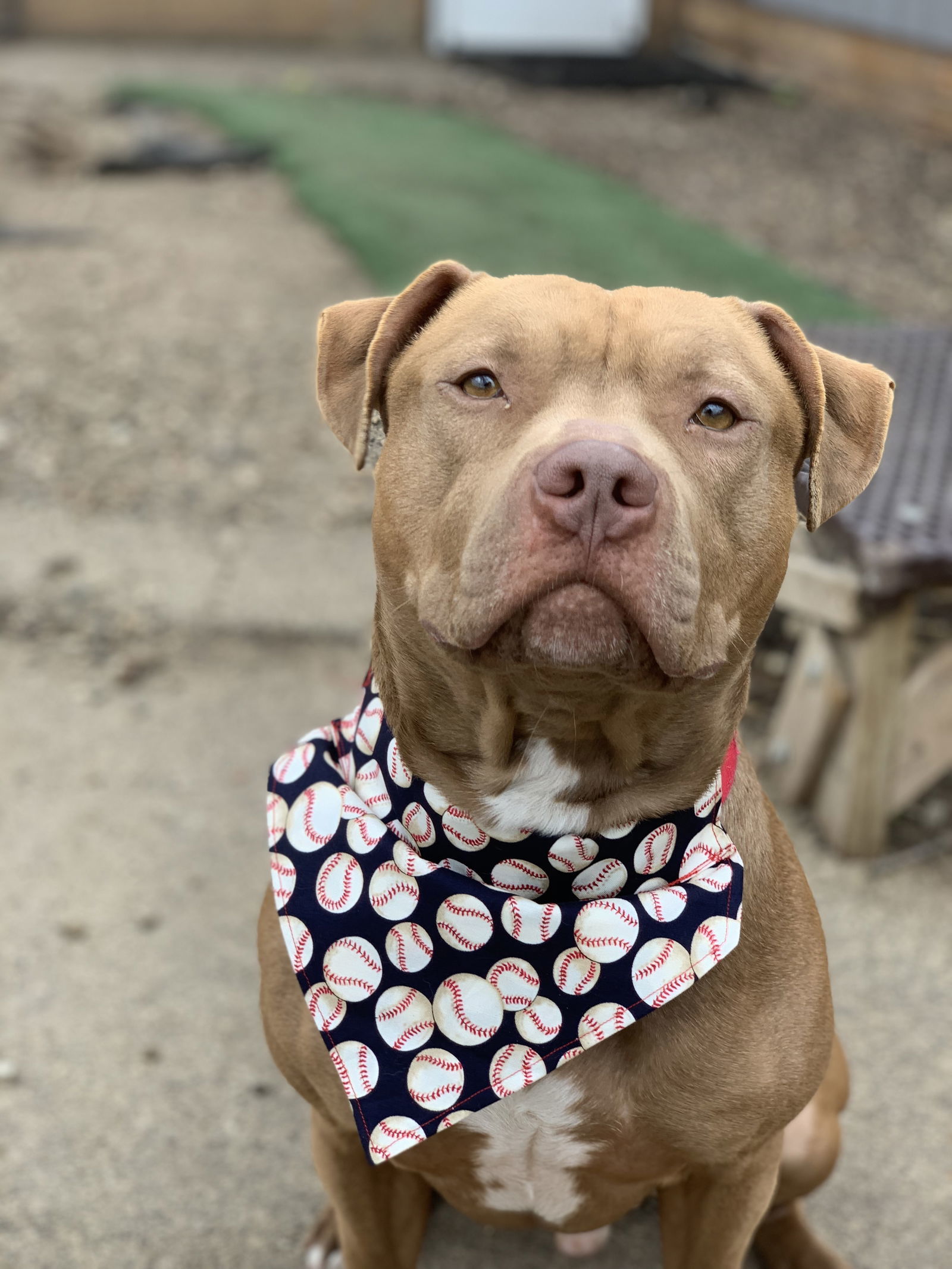 Diesel, an adoptable American Staffordshire Terrier in Cedar Rapids, IA, 52405 | Photo Image 2