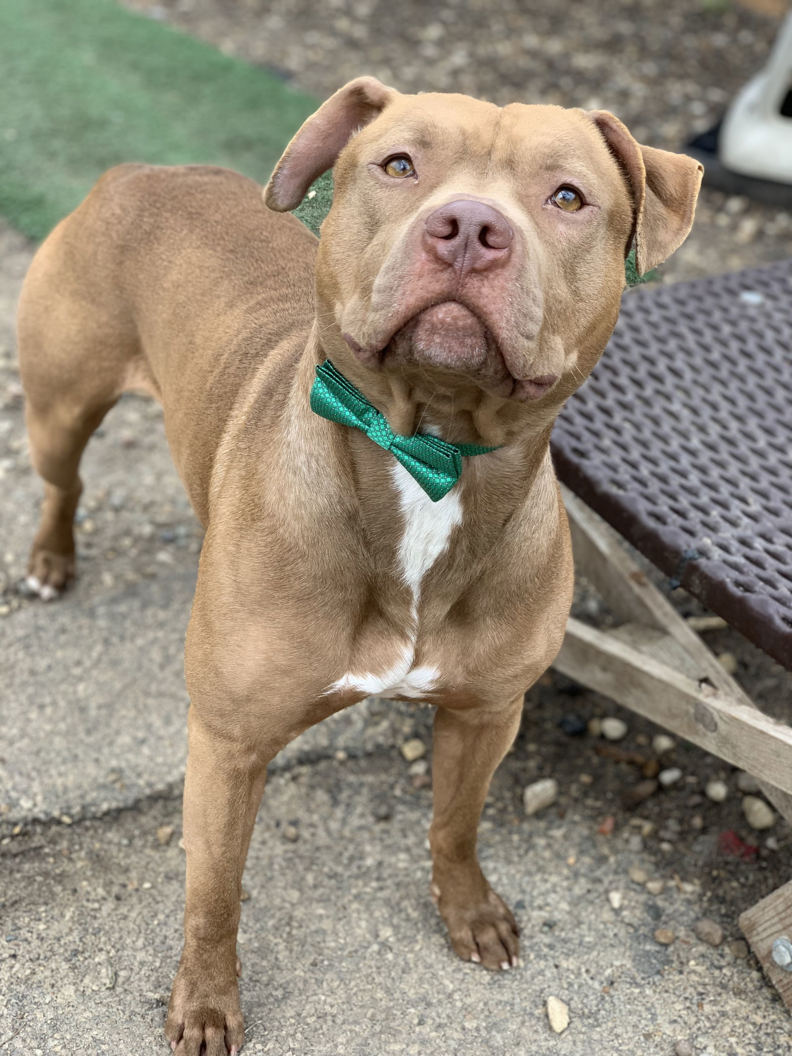 Diesel, an adoptable American Staffordshire Terrier in Cedar Rapids, IA, 52405 | Photo Image 3