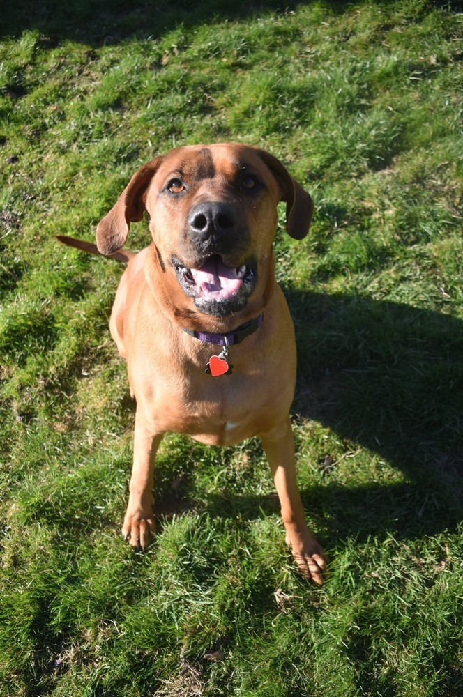 MILLIE, an adoptable Redbone Coonhound & Rottweiler Mix in Dallas, PA_image-1