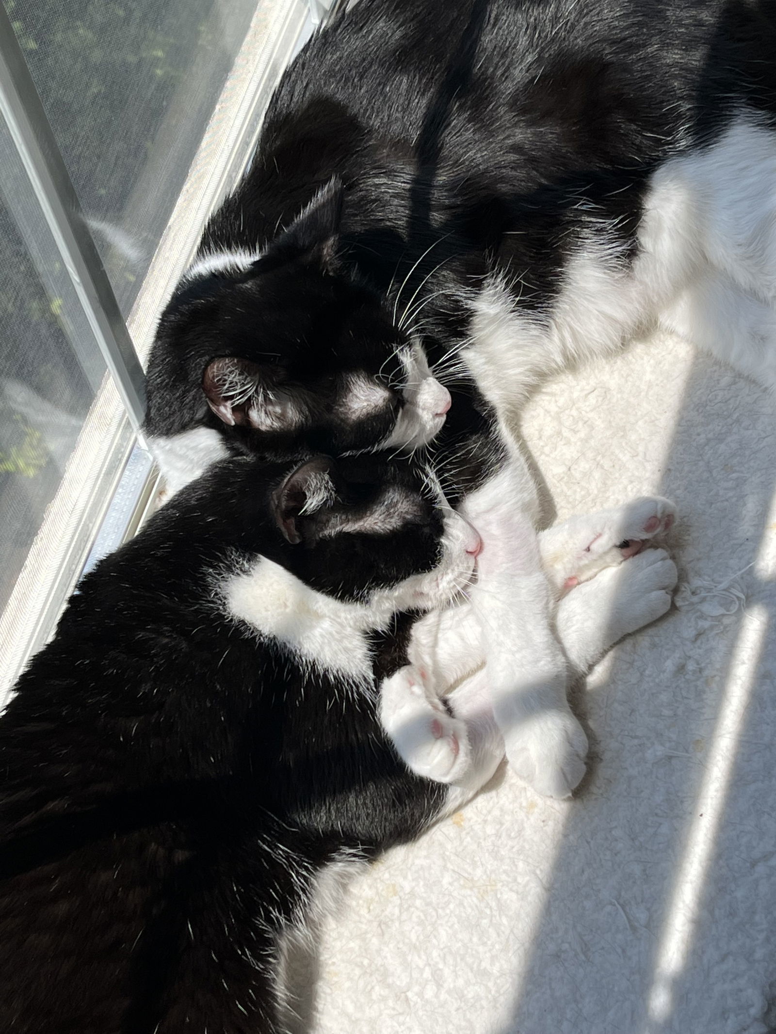 DB (bonded with Domino)