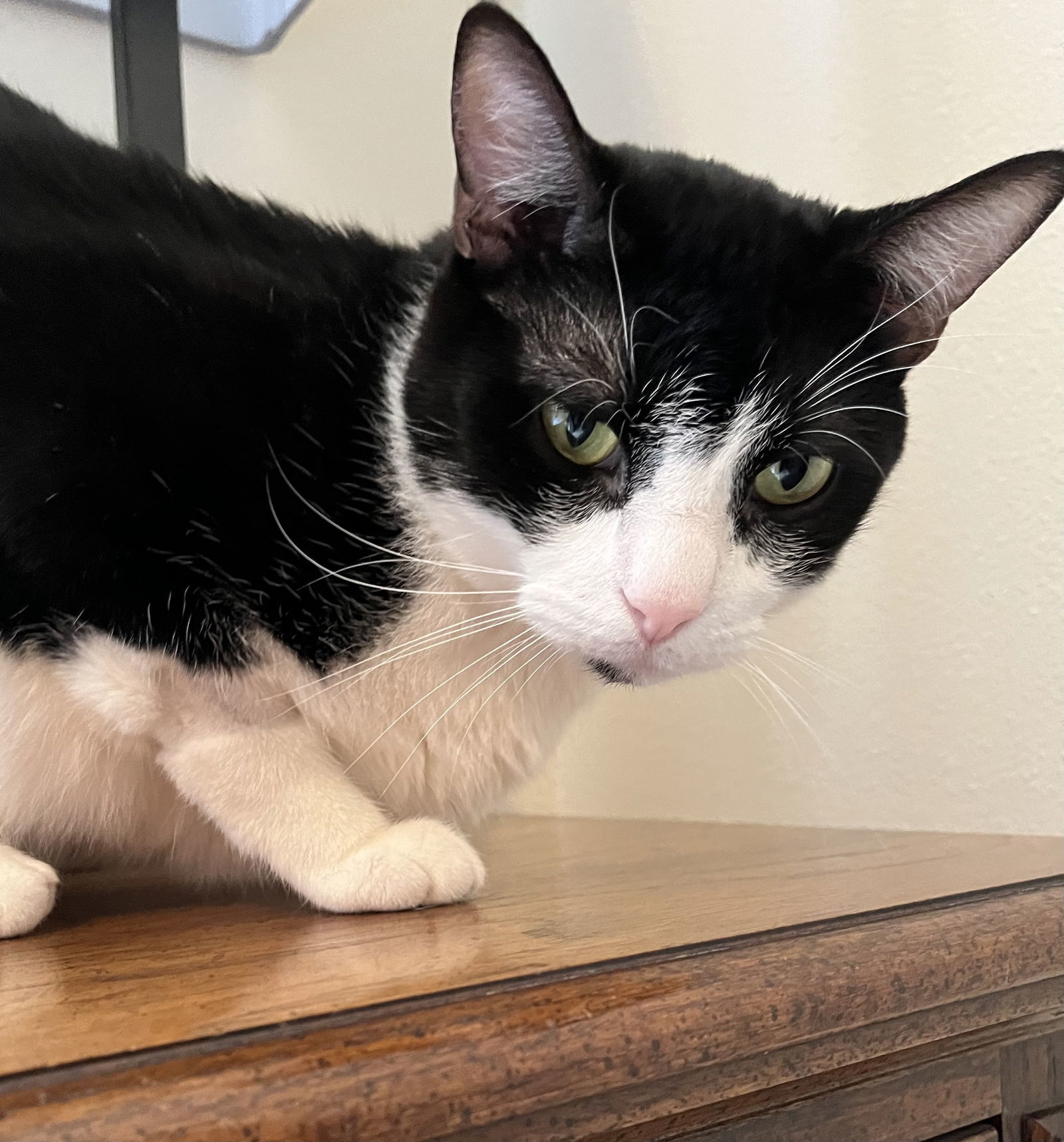 DB (bonded with Domino)