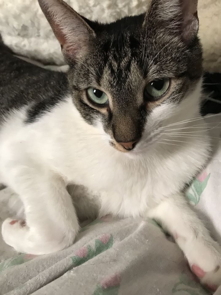 Cat for adoption Crier, a Tabby in Philadelphia, PA Petfinder