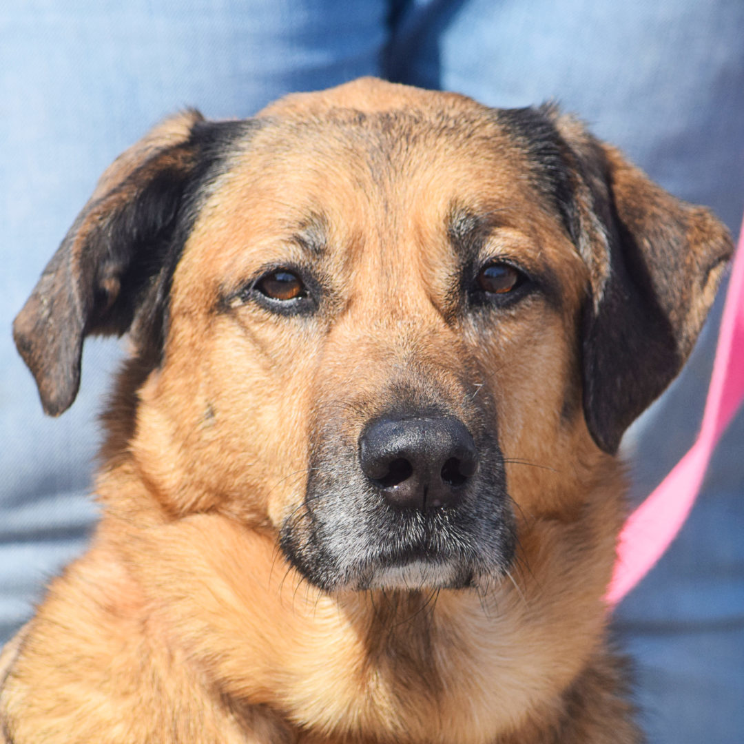 Bitzy, an adoptable German Shepherd Dog, Yellow Labrador Retriever in Huntley, IL, 60142 | Photo Image 2