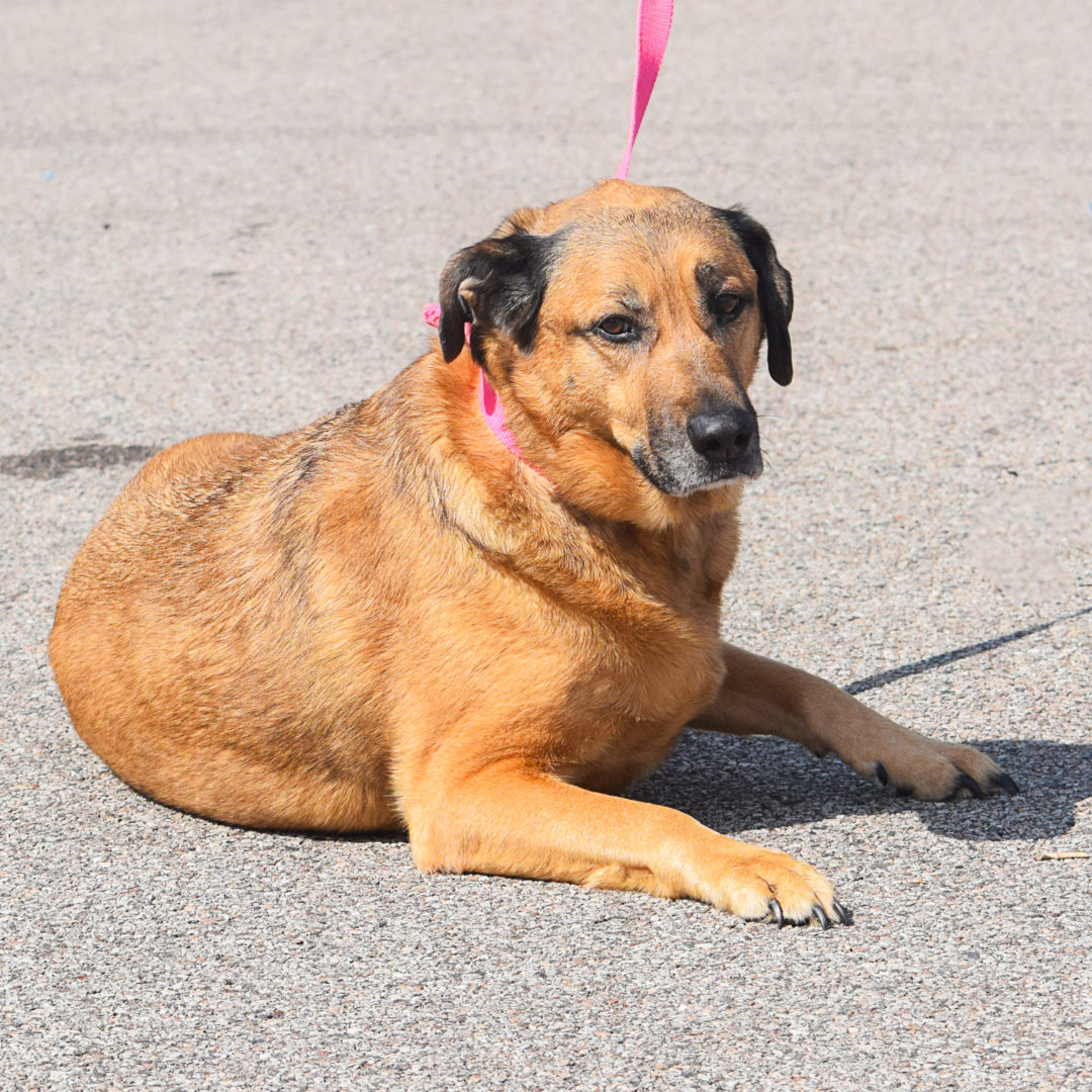 Bitzy, an adoptable German Shepherd Dog, Yellow Labrador Retriever in Huntley, IL, 60142 | Photo Image 4
