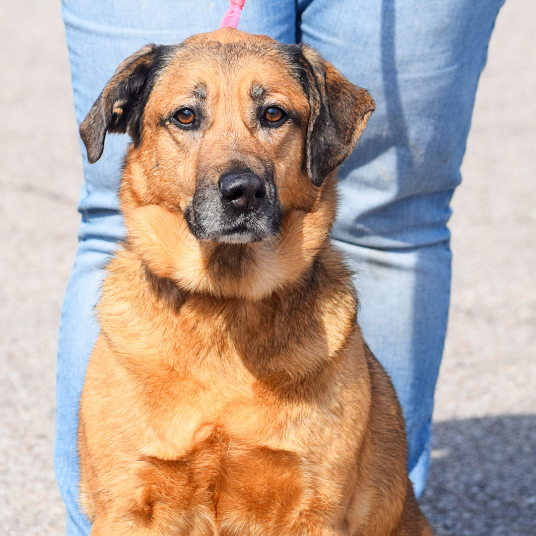 Bitzy, an adoptable German Shepherd Dog, Yellow Labrador Retriever in Huntley, IL, 60142 | Photo Image 4