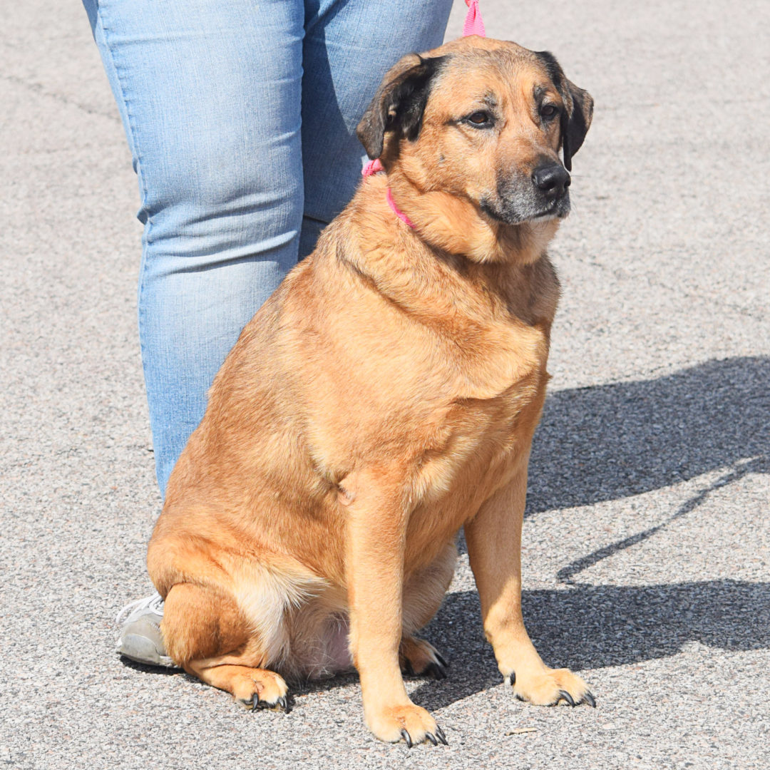 Bitzy, an adoptable German Shepherd Dog, Yellow Labrador Retriever in Huntley, IL, 60142 | Photo Image 5