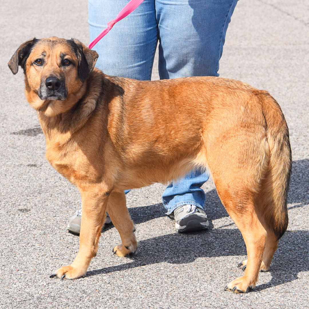 Bitzy, an adoptable German Shepherd Dog, Yellow Labrador Retriever in Huntley, IL, 60142 | Photo Image 6