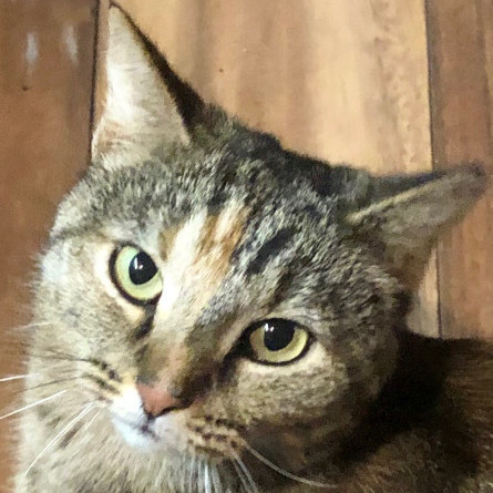 Pretty Kitty, an adoptable Domestic Short Hair, Torbie in Nashville, TN, 37216 | Photo Image 2