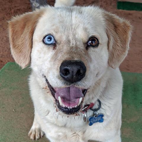 Rusty, an adoptable Cattle Dog in Kanab, UT, 84741 | Photo Image 1