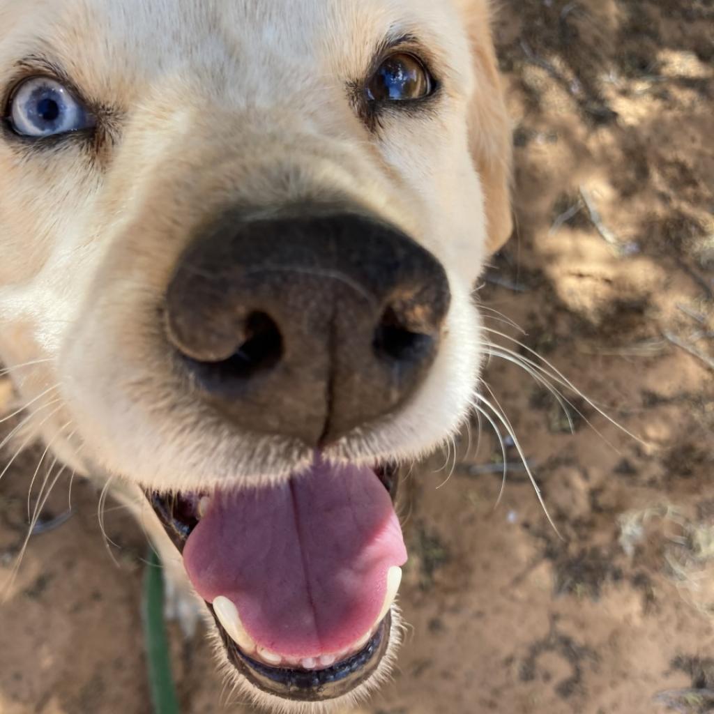 Rusty, an adoptable Cattle Dog in Kanab, UT, 84741 | Photo Image 2