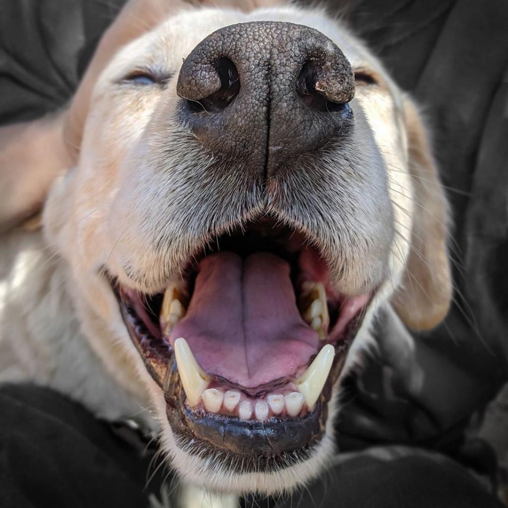 Rusty, an adoptable Cattle Dog in Kanab, UT, 84741 | Photo Image 3