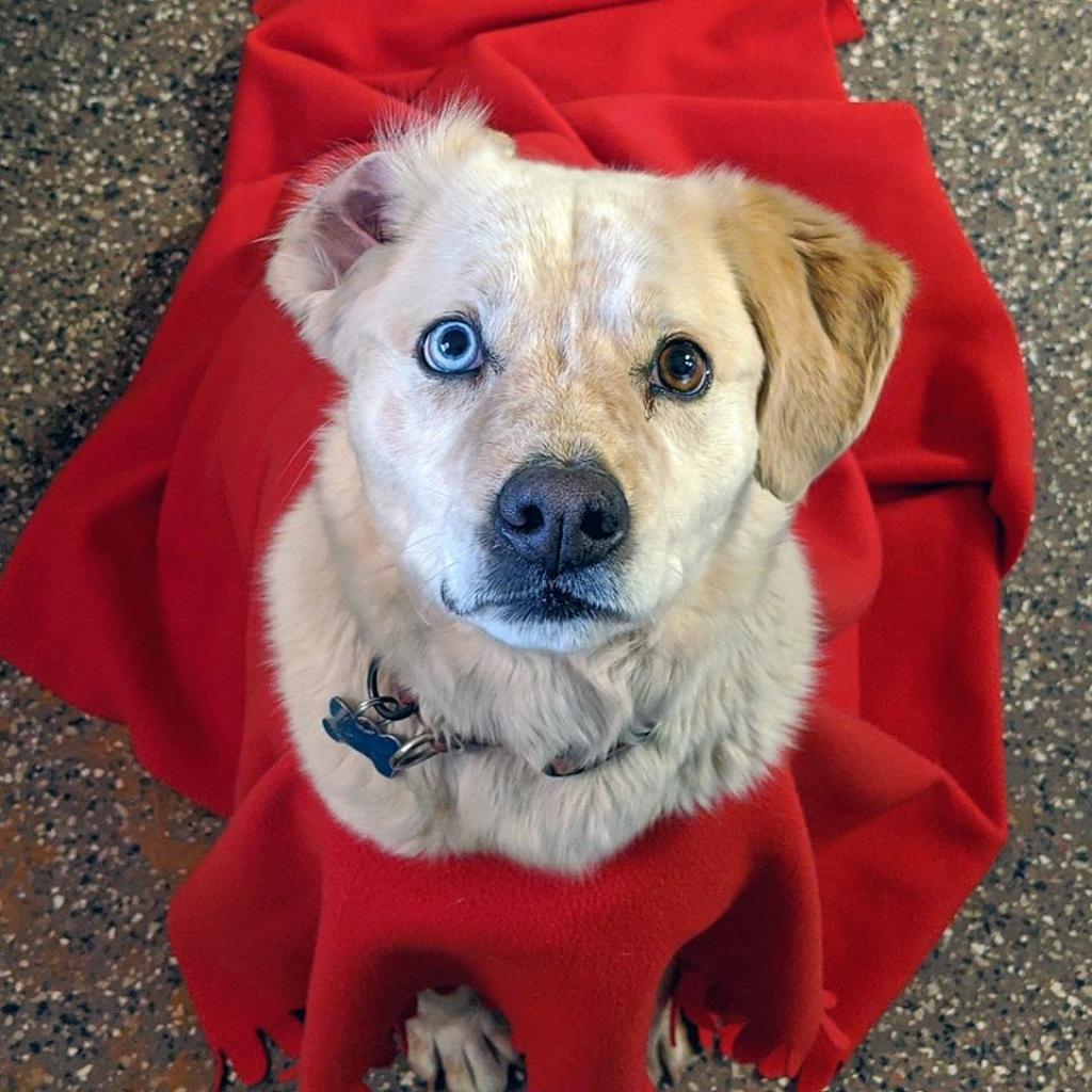 Rusty, an adoptable Cattle Dog in Kanab, UT, 84741 | Photo Image 4