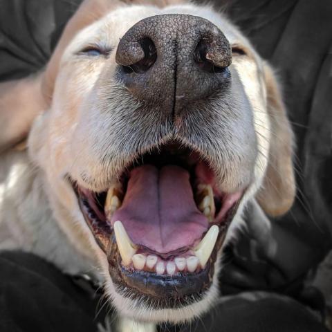 Rusty, an adoptable Cattle Dog in Kanab, UT, 84741 | Photo Image 5