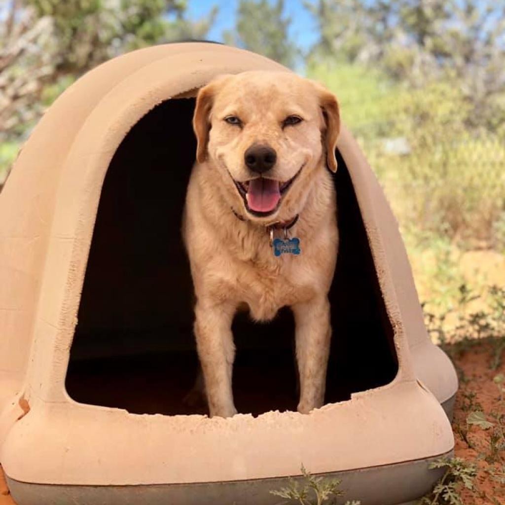 Rusty, an adoptable Cattle Dog in Kanab, UT, 84741 | Photo Image 5