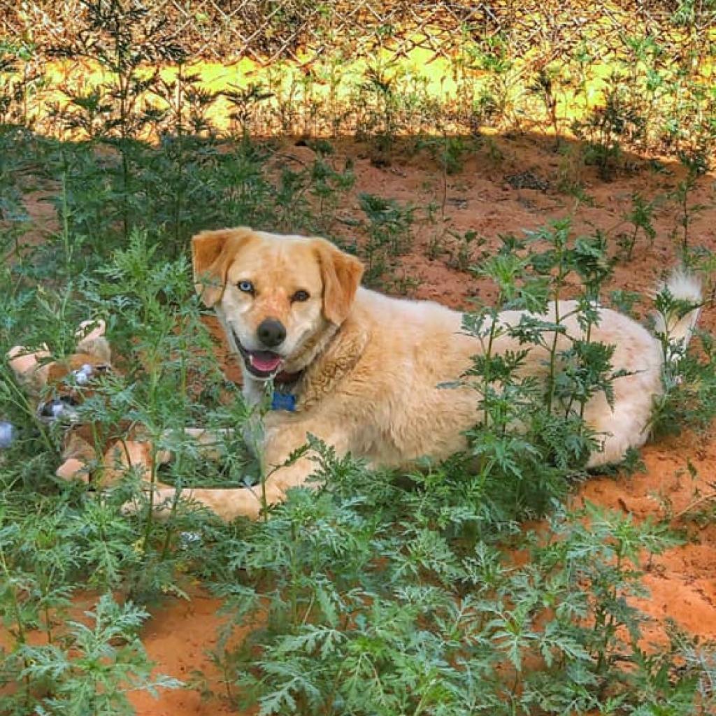 Rusty, an adoptable Cattle Dog in Kanab, UT, 84741 | Photo Image 6