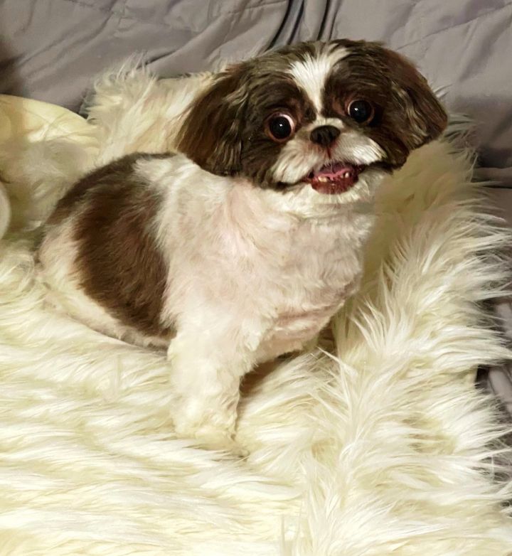 Dog For Adoption Lily Leo A Shih Tzu In Springfield Va Petfinder