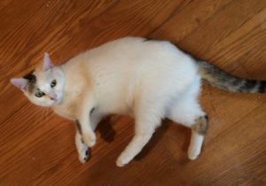 Loe, Young Female Domestic Short Hair