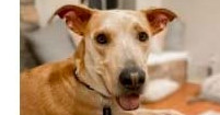 Manny, an adoptable Labrador Retriever, Terrier in Dallas, TX, 75248 | Photo Image 1
