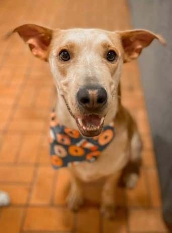 Manny, an adoptable Labrador Retriever, Terrier in Dallas, TX, 75248 | Photo Image 1